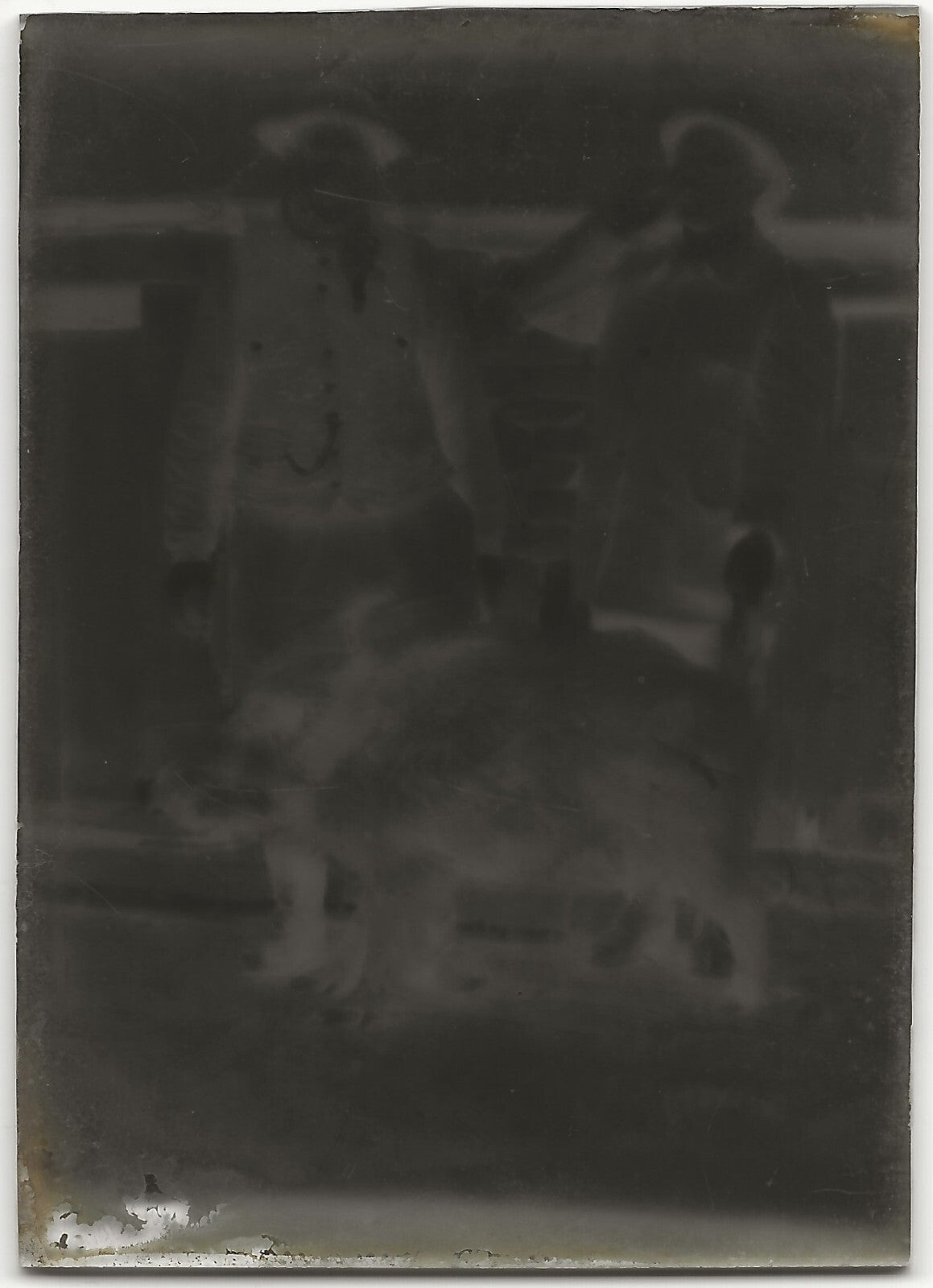 Chasse, sanglier, Plaque verre photo, négatif ancien noir & blanc 6x9 cm