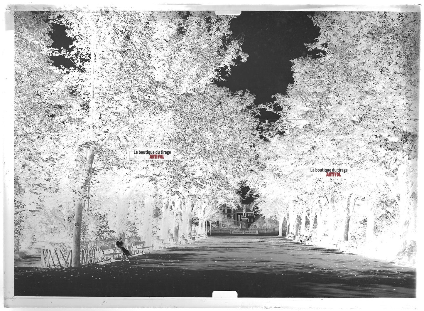 Plaque verre photo ancienne négatif noir et blanc 13x18 cm Colmar jardin public
