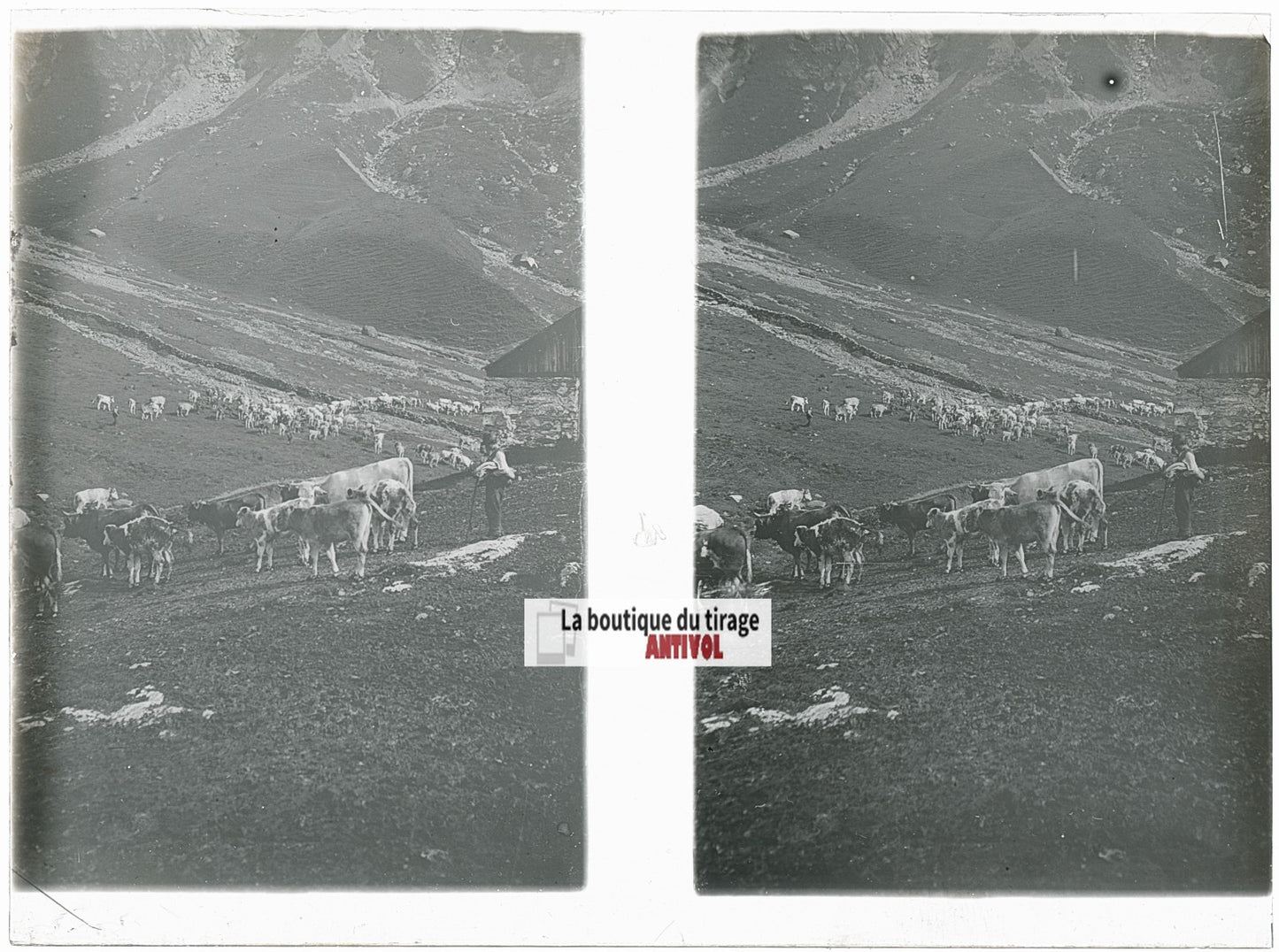 Troupeaux vaches, Alpes Suisse, stéréo photo plaque verre, noir & blanc, 9x12 cm