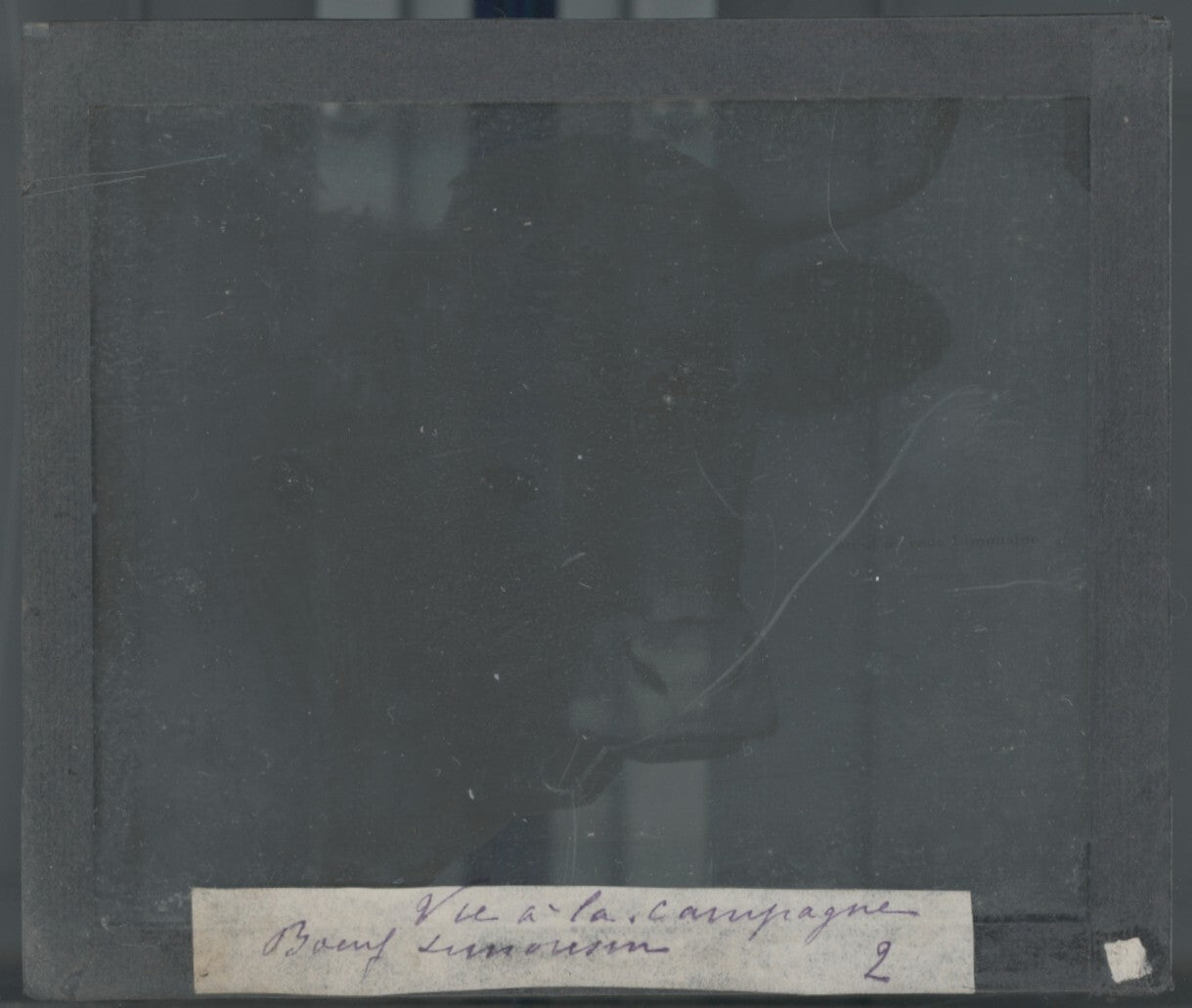 Boeuf, Limousine, ferme, photo plaque verre, noir & blanc, positif 8,5x10 cm