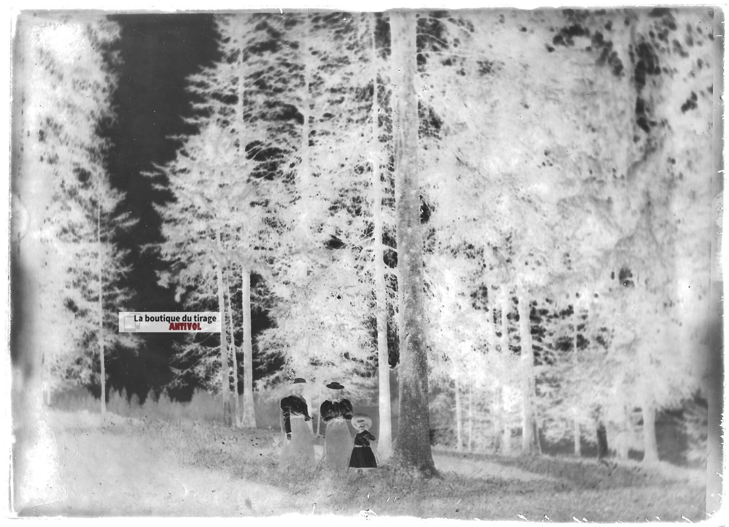 Plaque verre photo ancienne négatif noir et blanc 13x18 cm forêt bois famille