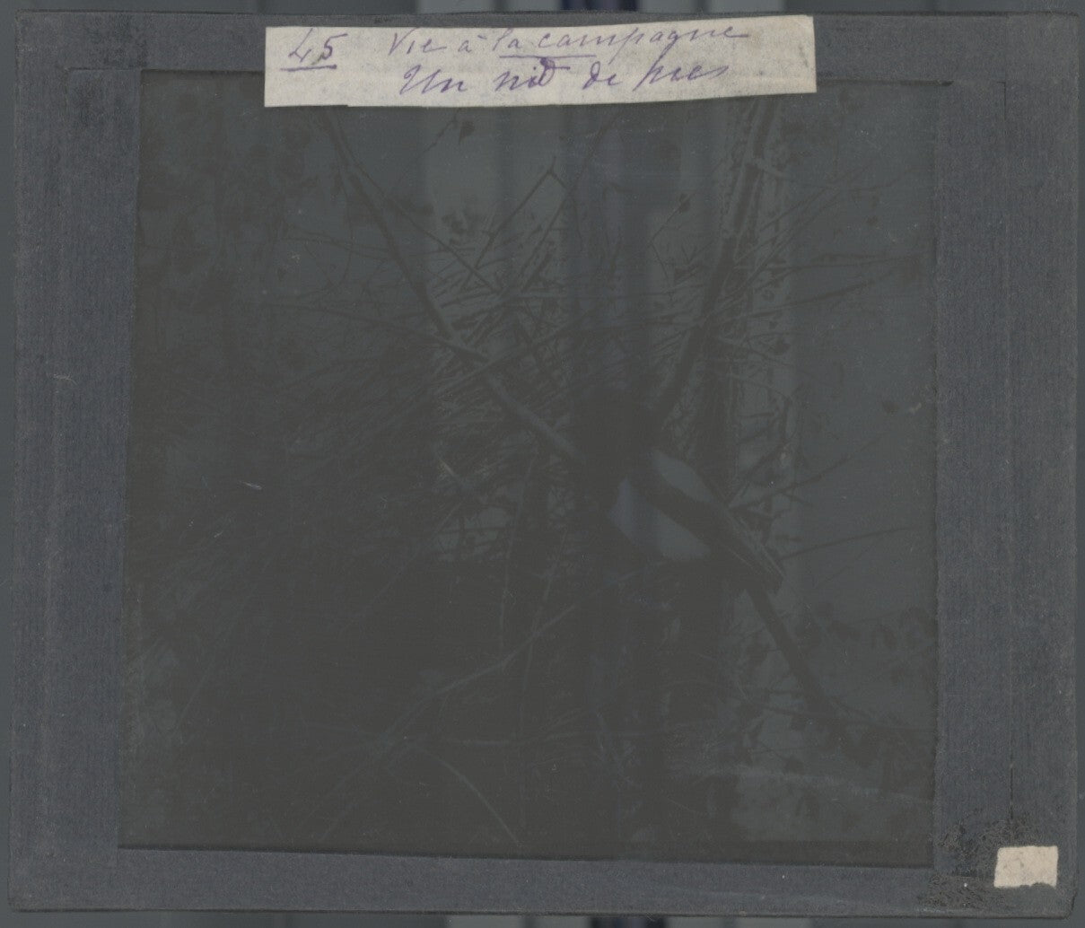 Nid de Pie, oiseau, photo ancienne plaque de verre, positif 8,5x10 cm