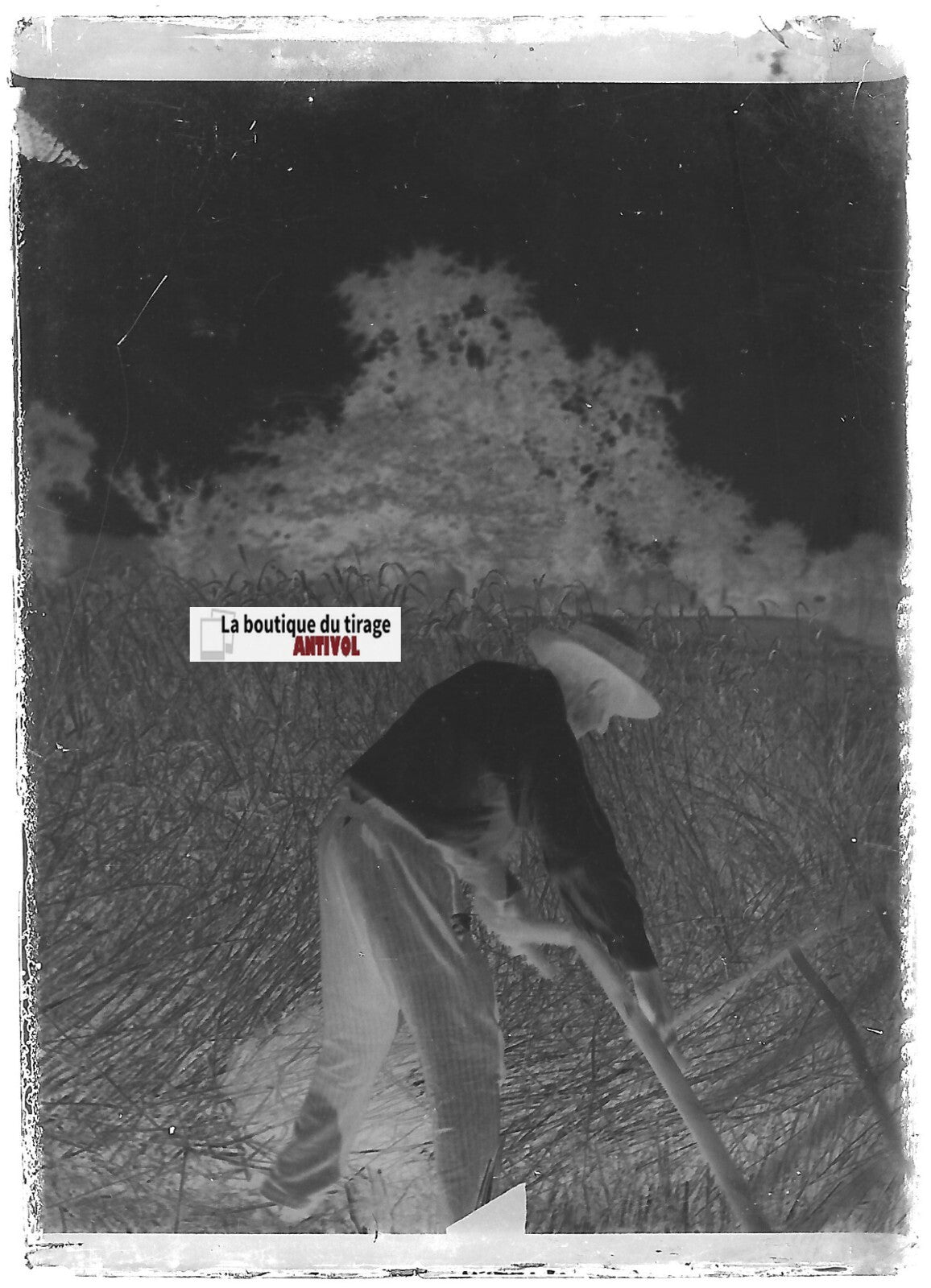 Moisson, paysans, Plaque verre photo ancienne, négatif noir & blanc 6x9 cm