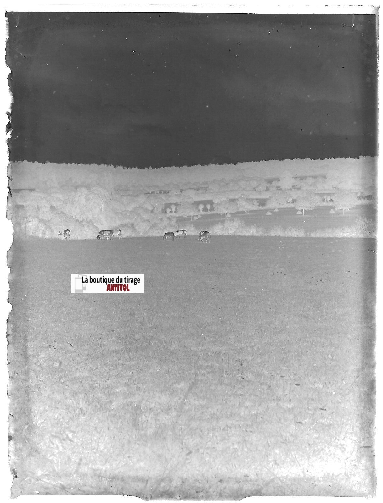Campagne, vaches, Plaque verre photo ancienne, négatif noir & blanc 9x12 cm