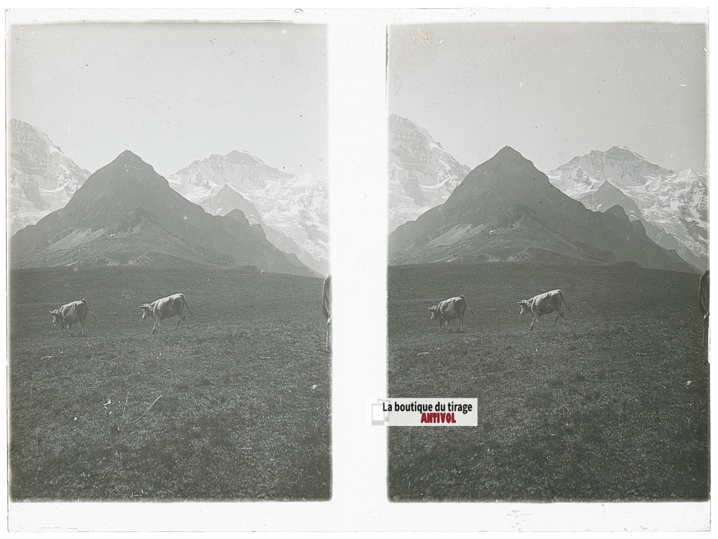 Vaches, Alpes Suisse, stéréo photo plaque verre, noir & blanc, 9x12 cm