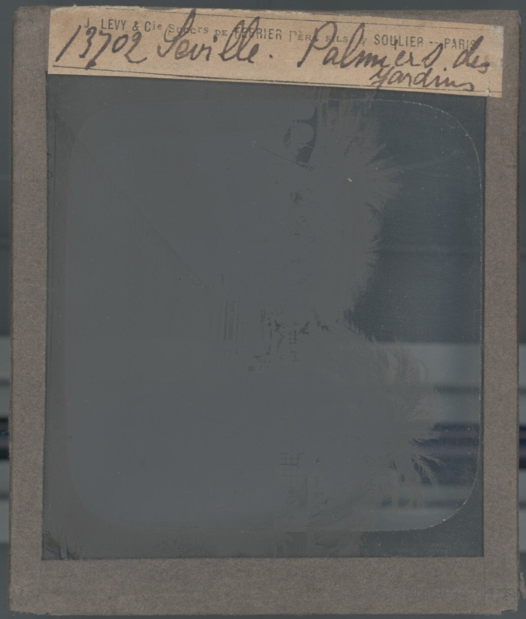 Palmiers, jardin, Séville, photo ancienne plaque verre, positif 8,5x10 cm