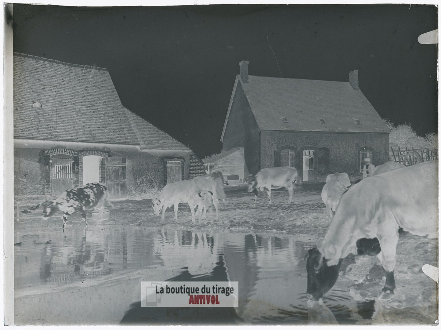Ferme, campagne, vaches, plaque verre, photo ancienne, négatif 9x12 cm