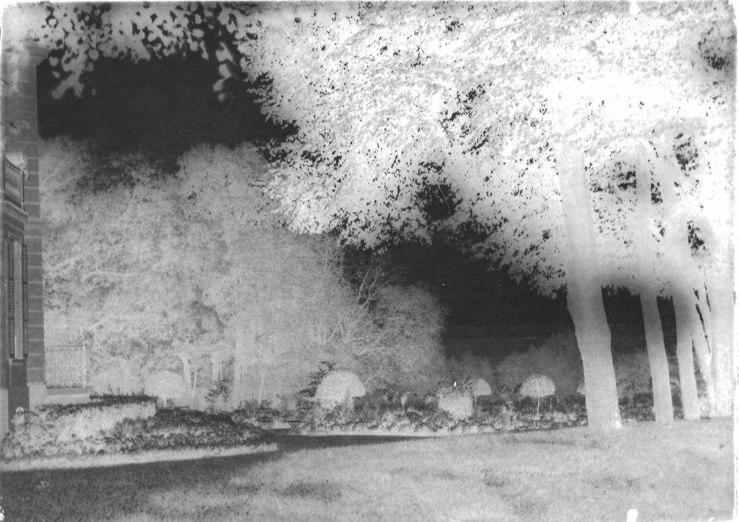 Plaque verre photo ancienne négatif 13x18 cm paysage arbres, château parc
