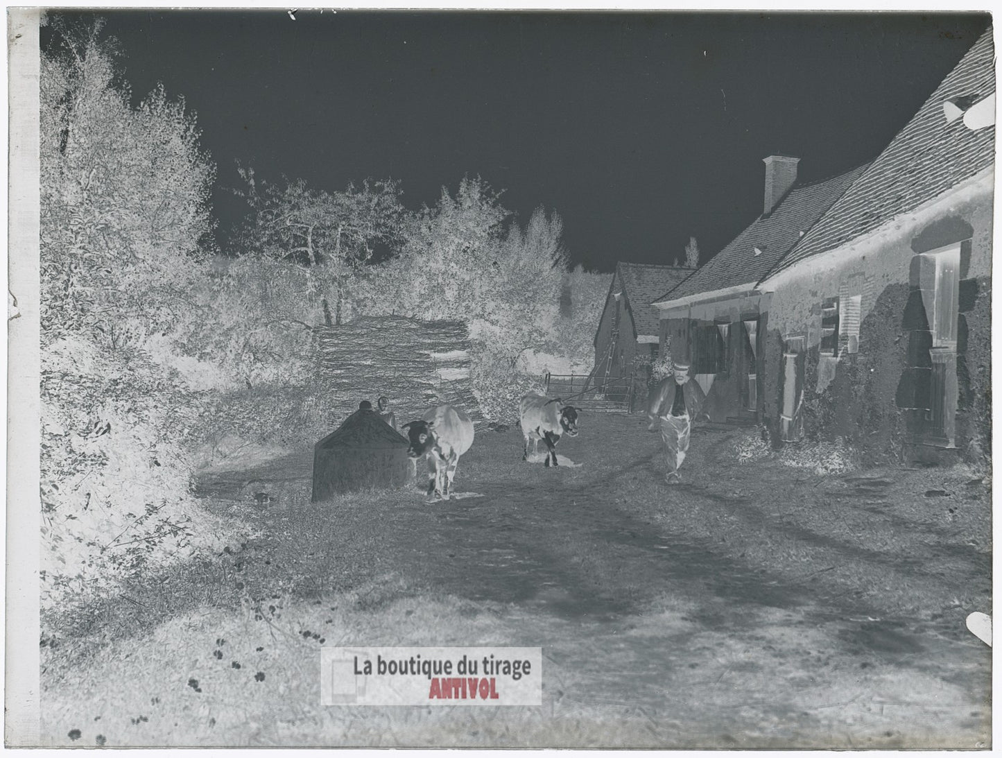 Ferme, campagne, vaches, plaque verre, photo ancienne, négatif 9x12 cm