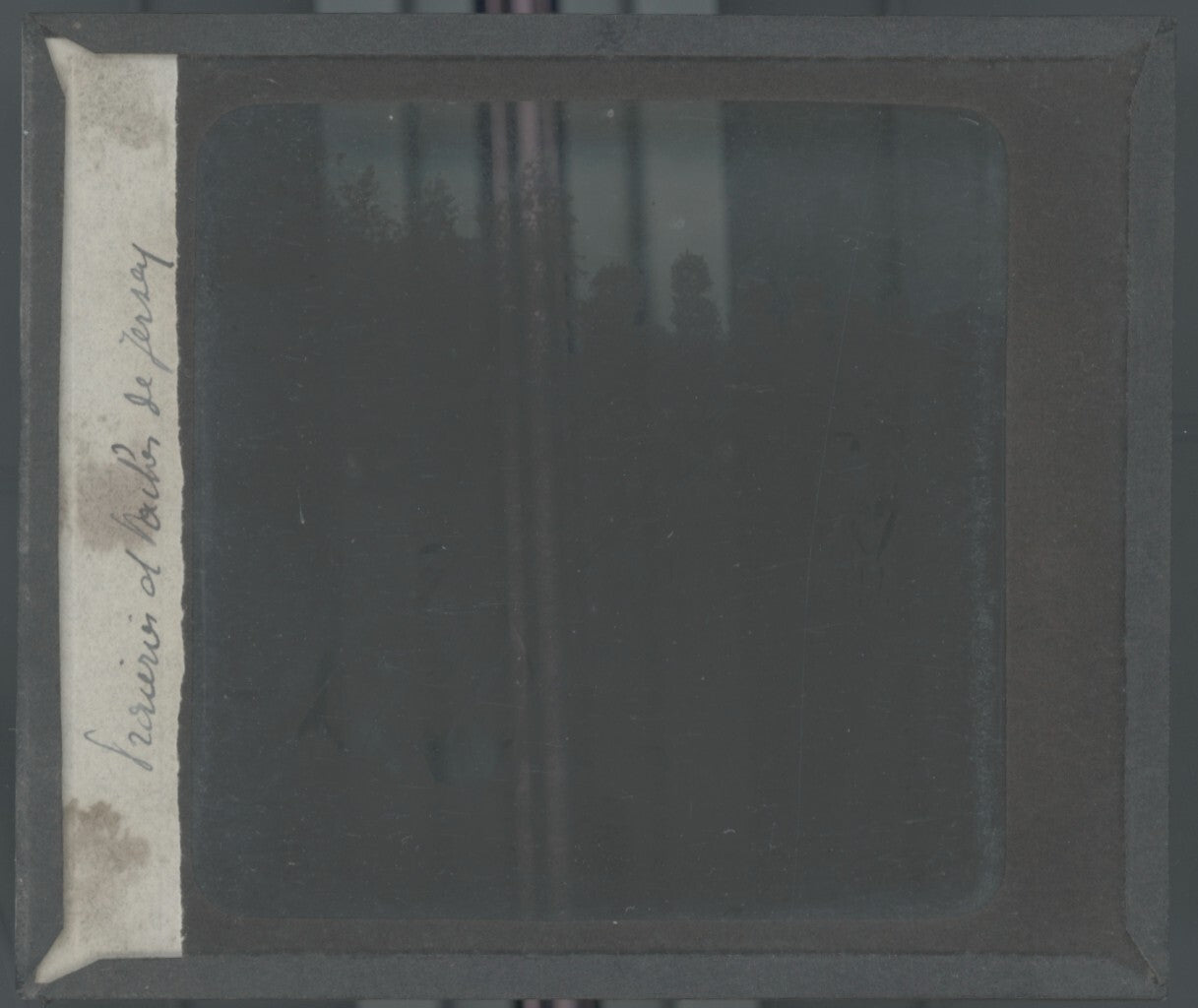 Vaches de Jersiaise, campagne, photo ancienne plaque de verre, positif 8,5x10 cm