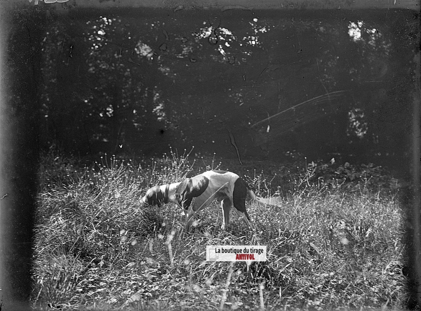 Chien de chasse, plaque verre, photo ancienne, négatif N&B 9x12 cm