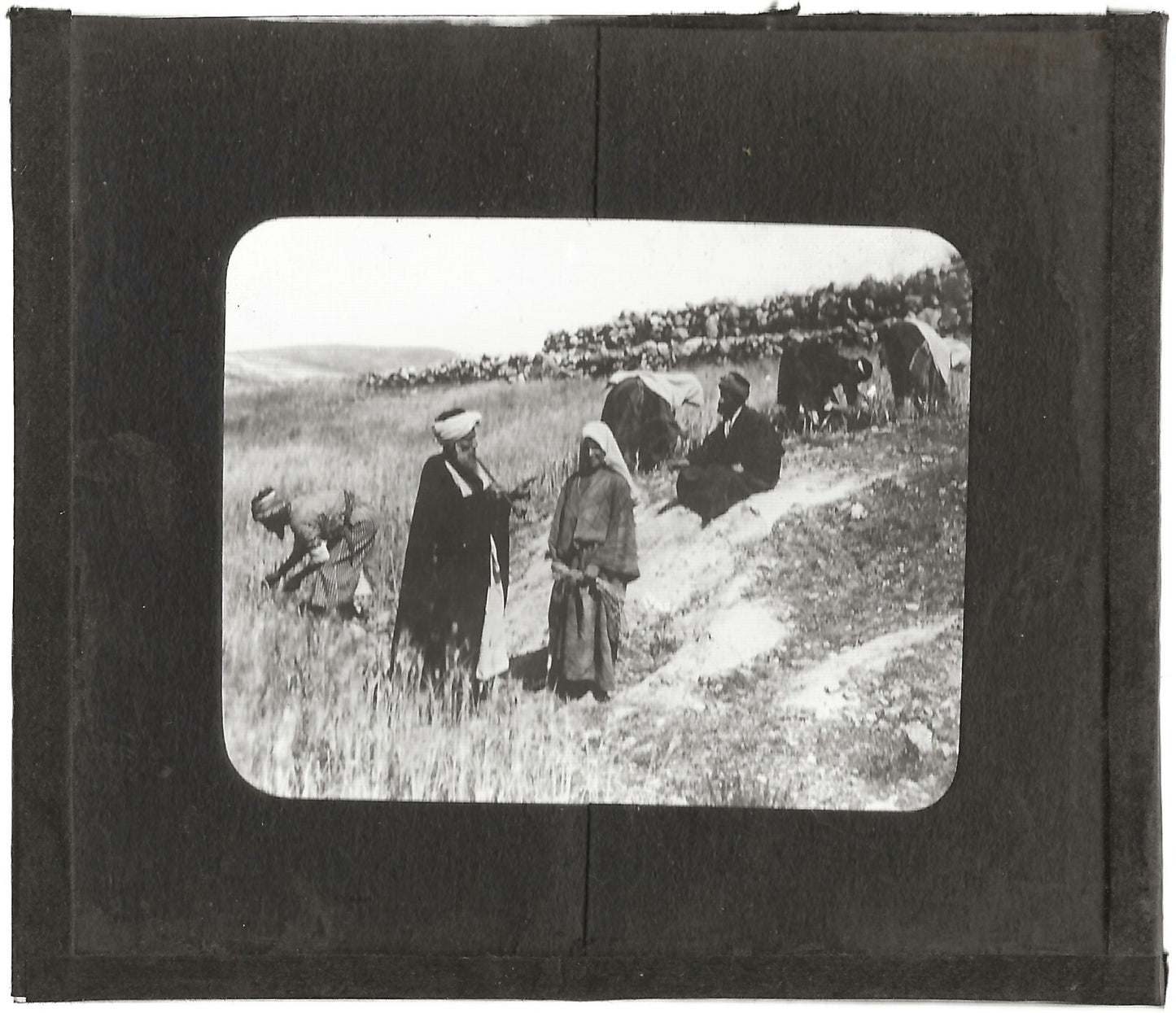 Champ de Booz, histoire, photo ancienne plaque de verre, positif 8,5x10 cm
