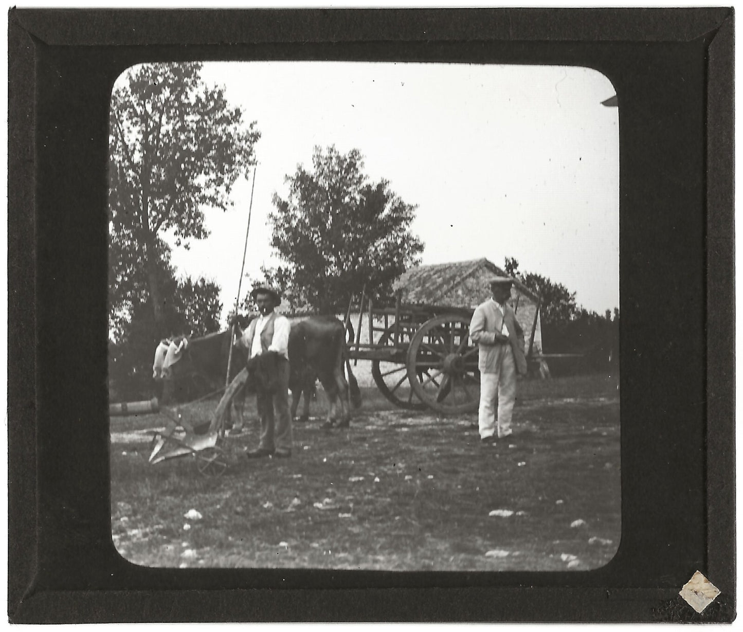 Campagne France, labour boeuf, photo plaque de verre, positif 8,5x10 cm