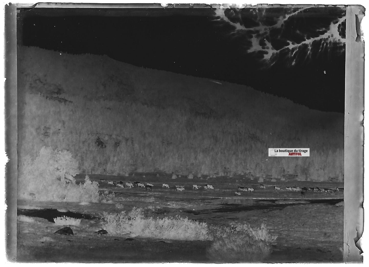 Plaque verre photo ancienne négatif noir et blanc 6x9 cm paysage montagne vaches