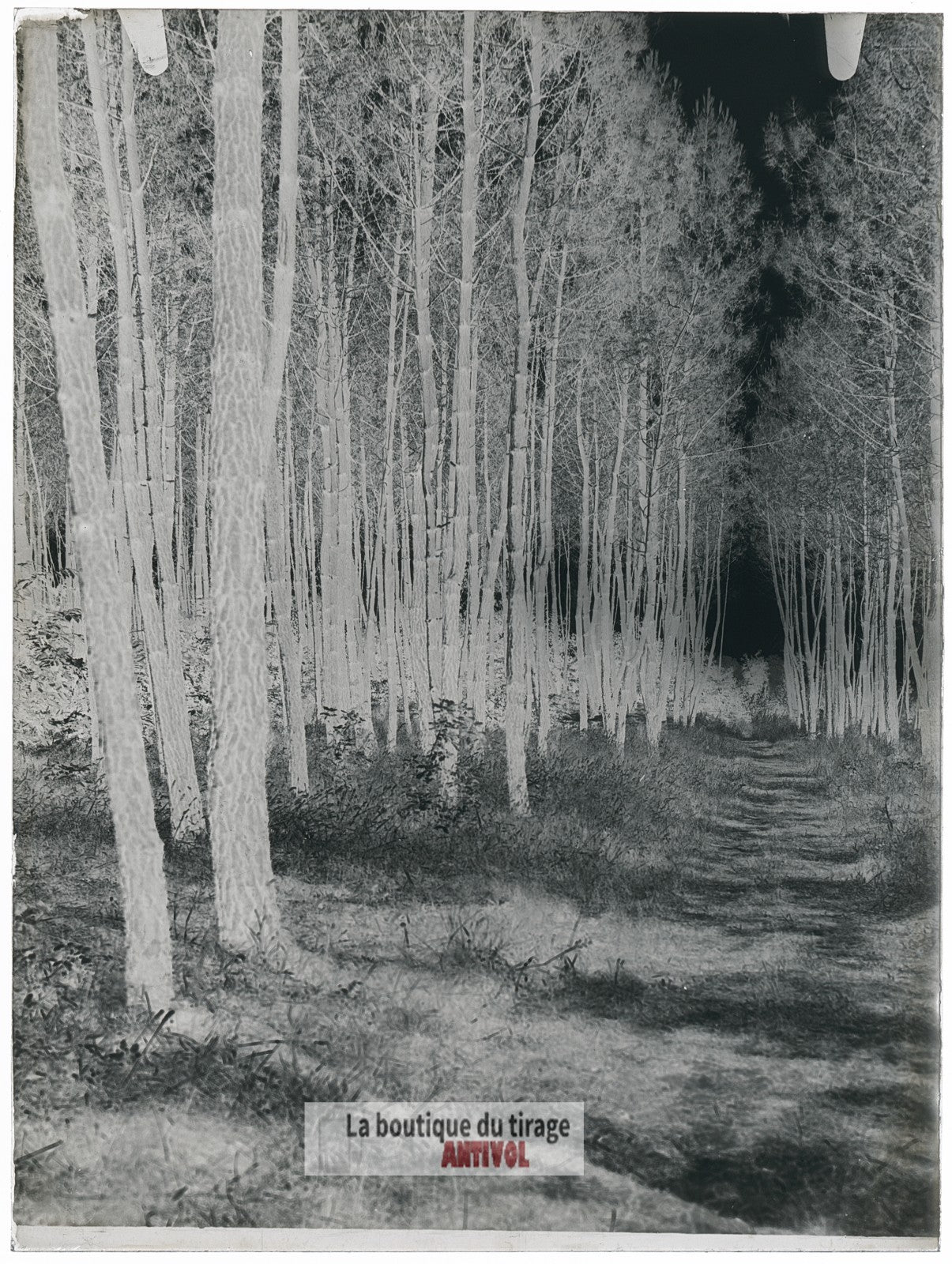 Allée forestière ensoleillée, plaque verre, photo ancienne, négatif 9x12 cm