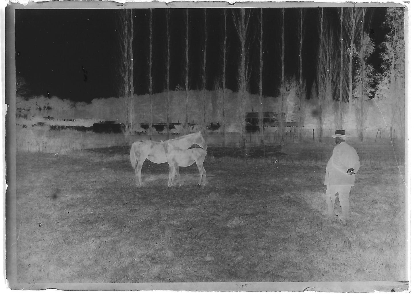 Plaque verre photo ancienne négatif noir et blanc 6x9 cm chevaux glass plate