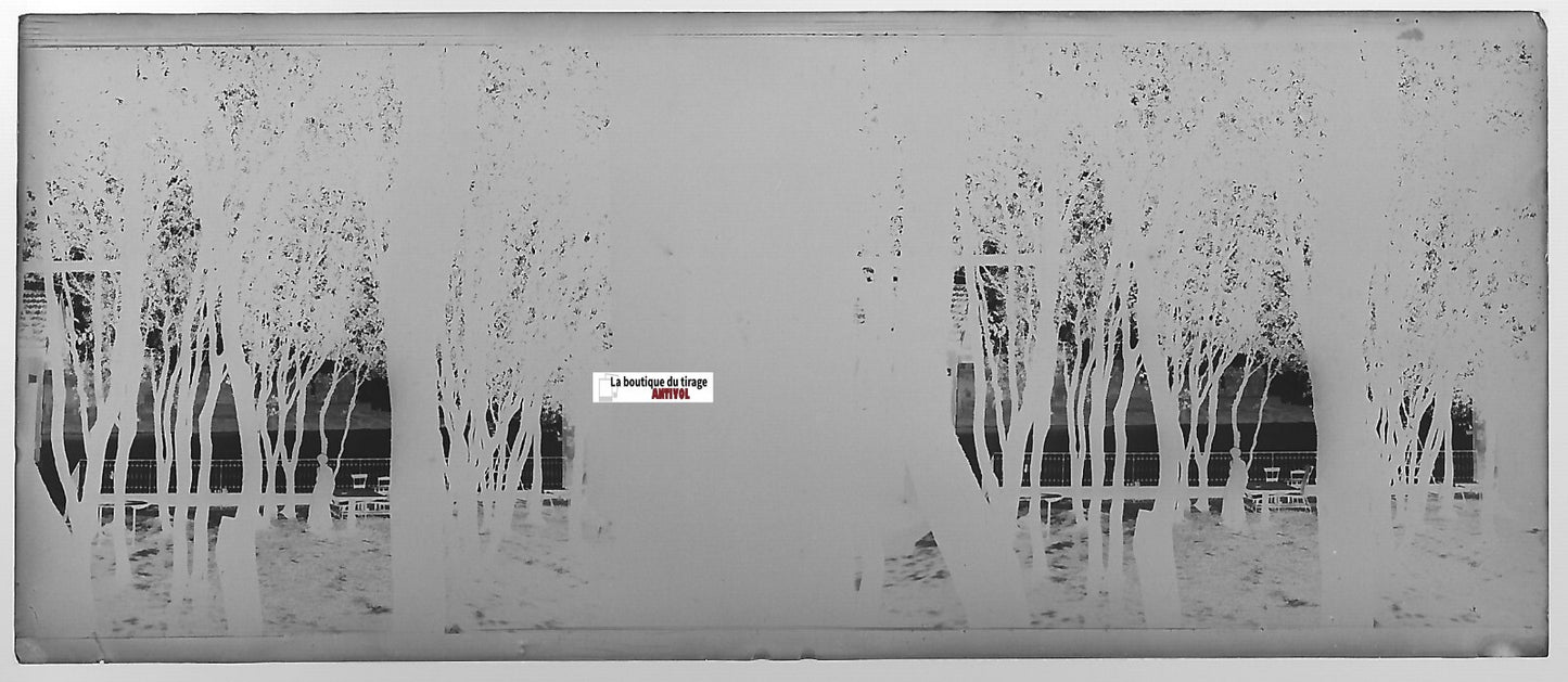 Arbres, paysage, Plaque verre photo stéréo, négatif noir & blanc 4,5x10,7 cm