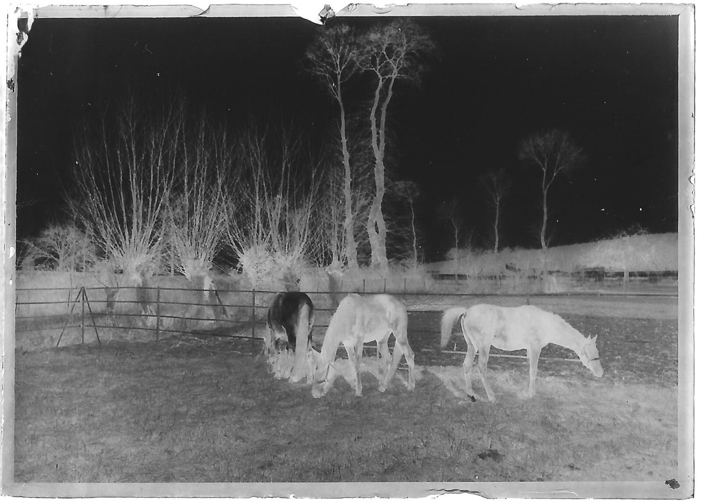 Plaque verre photo ancienne négatif noir et blanc 6x9 cm chevaux glass plate