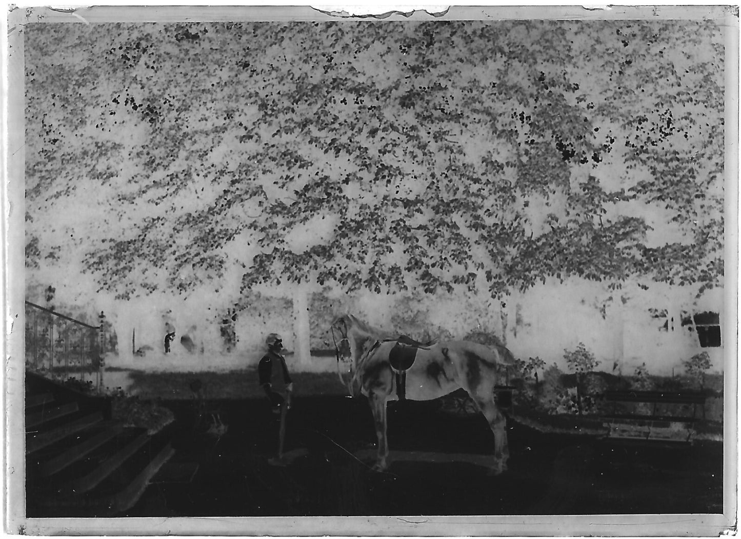 Plaque verre photo négatif noir et blanc 6x9 cm homme cheval glass plate