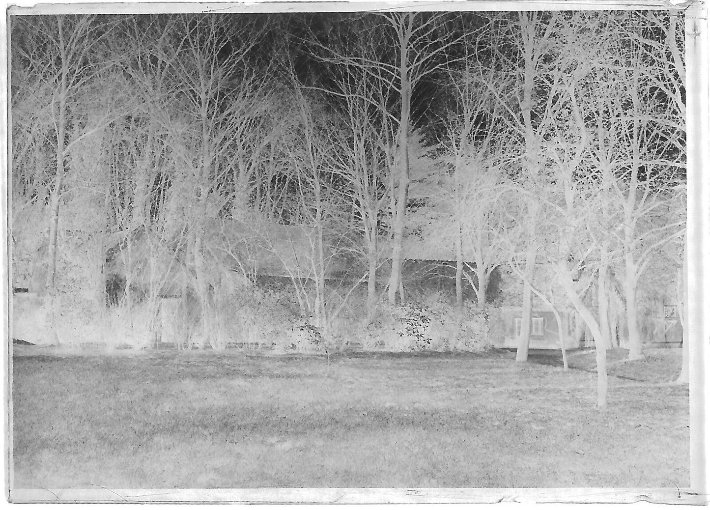 Plaque verre photo ancienne négatif noir et blanc 6x9 cm jardin parc paysage