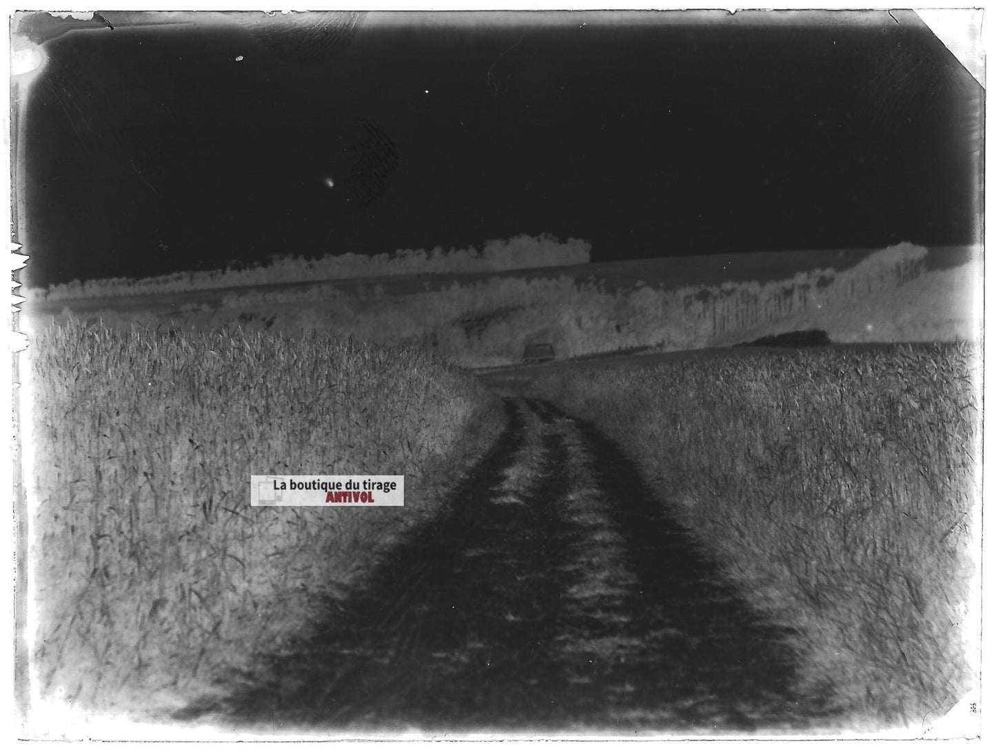 Plaque verre photo ancien négatif noir et blanc 9x12 cm nature chemin campagne