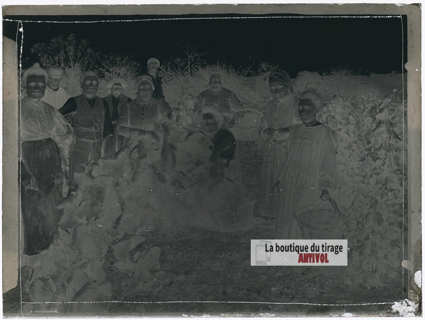 Vendanges familiales, vignes, plaque verre photo ancienne, négatif 9x12 cm