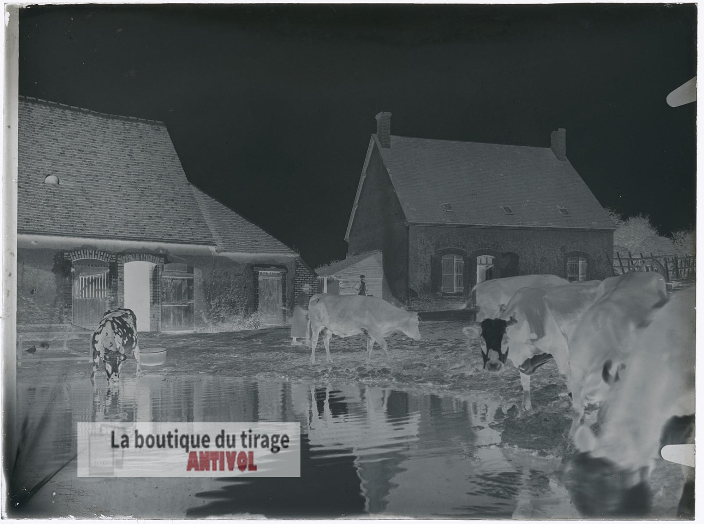 Cour de ferme, vaches, plaque verre, photo ancienne, négatif 9x12 cm