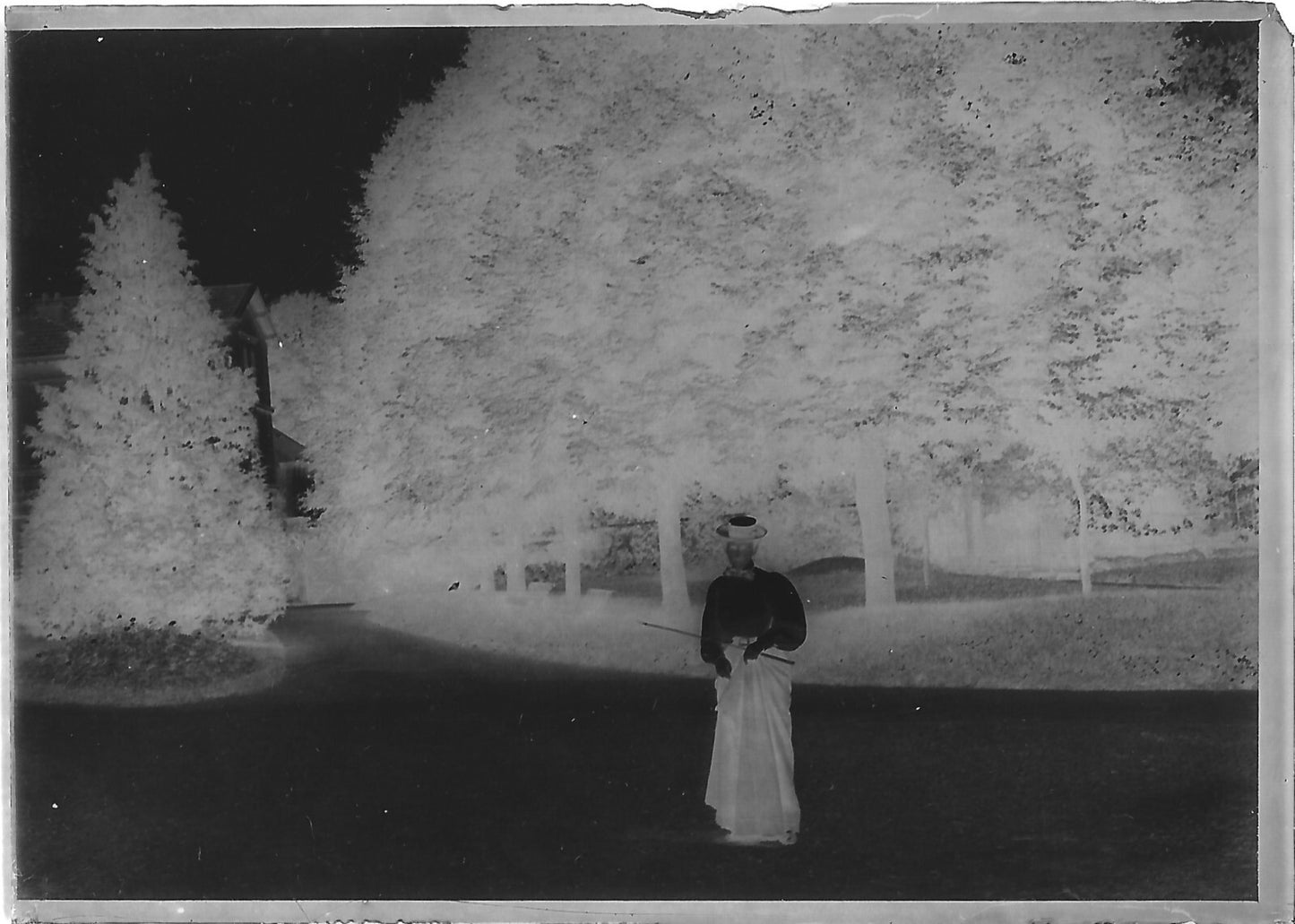 Plaque verre photo ancienne négatif 6x9 cm femme jardin, glass plate