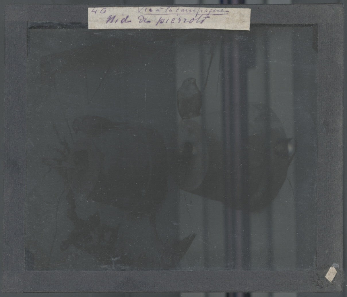 Nid de Pierrots, oiseaux, photo ancienne plaque verre, positif 8,5x10 cm