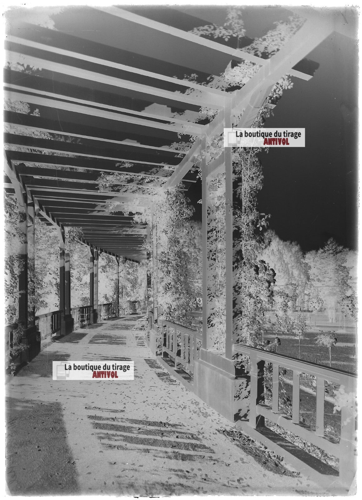 Plaque verre photo ancienne négatif noir et blanc 13x18cm parc public Vittel