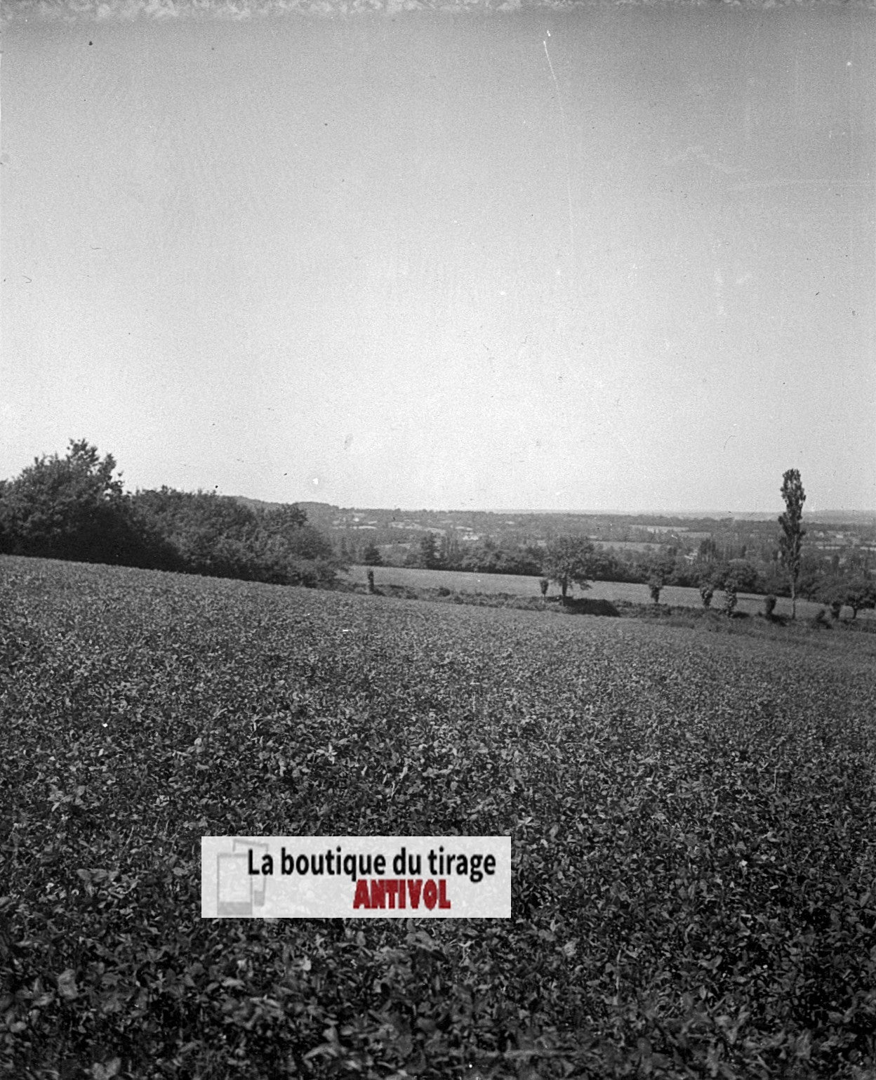 Champs, paysage France, plaque verre, photo ancienne, négatif N&B 6x13 cm