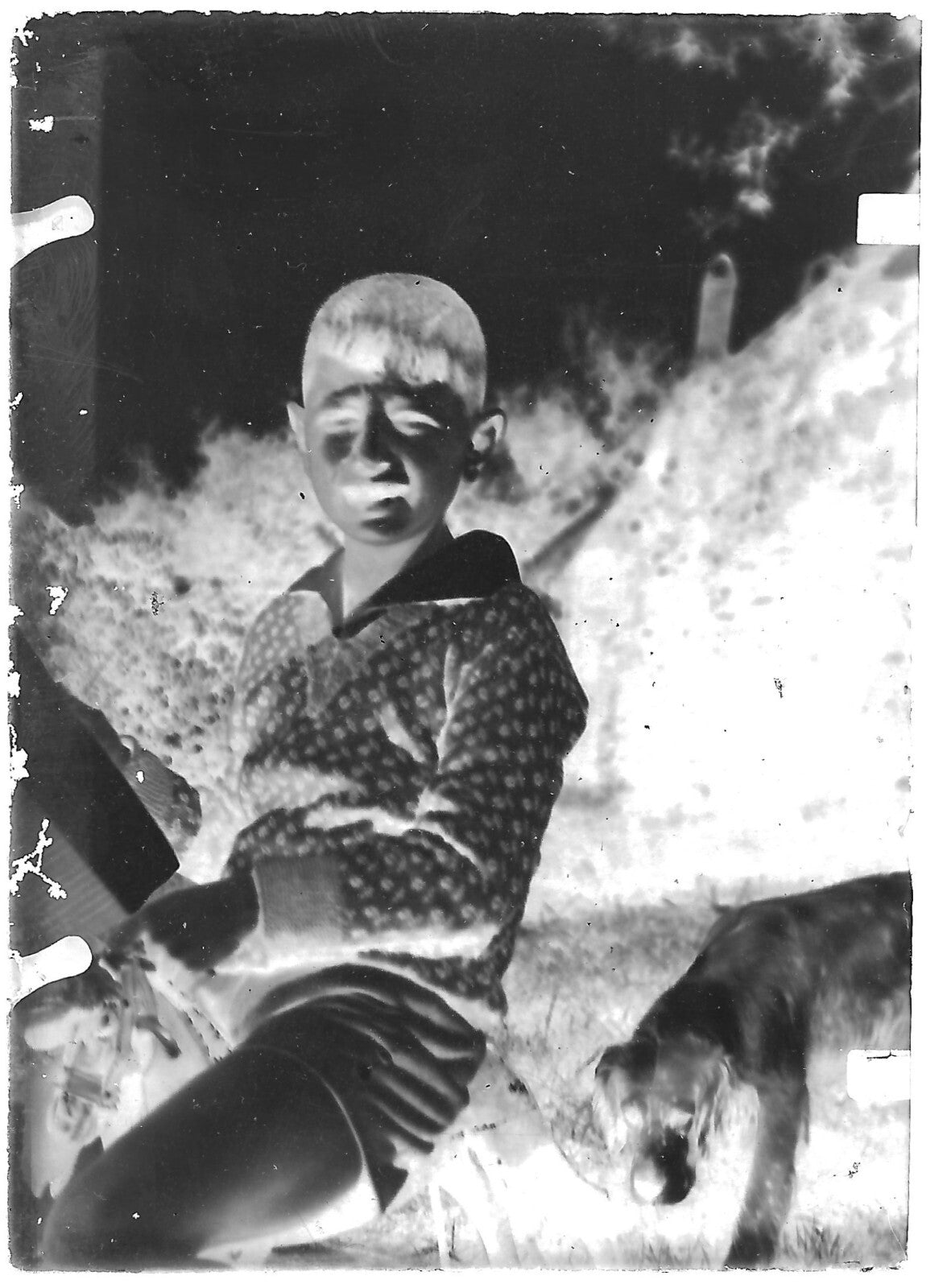 Plaque verre photo ancienne noir et blanc négatif 6x9 cm enfant garçon chien