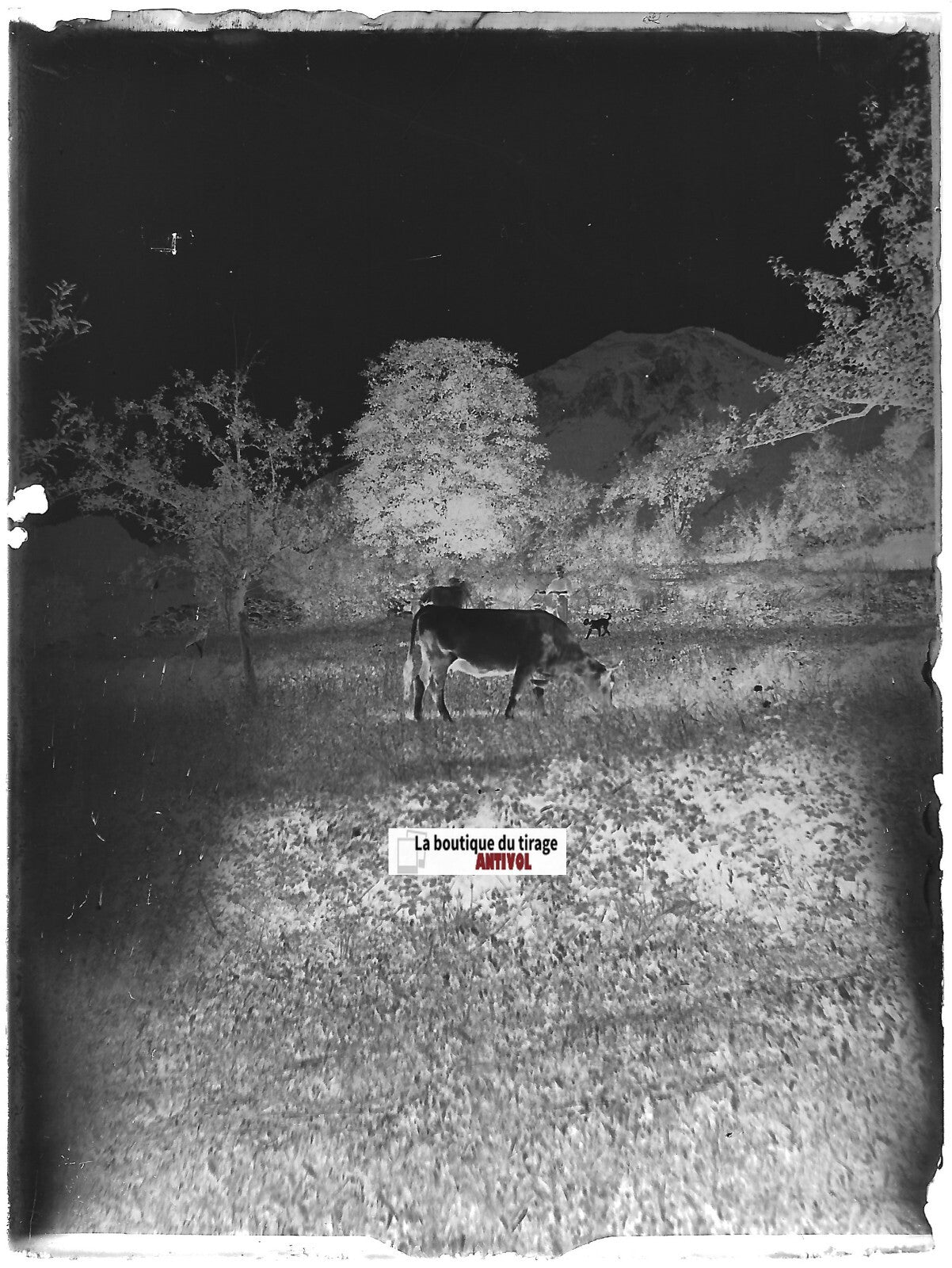 Paysage, vache, Plaque verre photo ancienne, négatif noir & blanc 9x12 cm