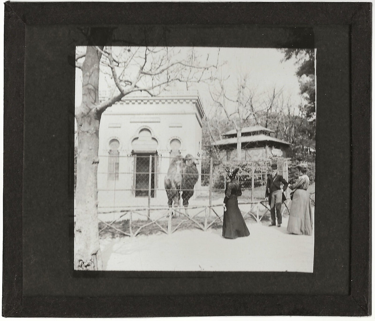 Zoo de Marseille, Palais Longchamp, photo plaque de verre, positif 8,5x10 cm