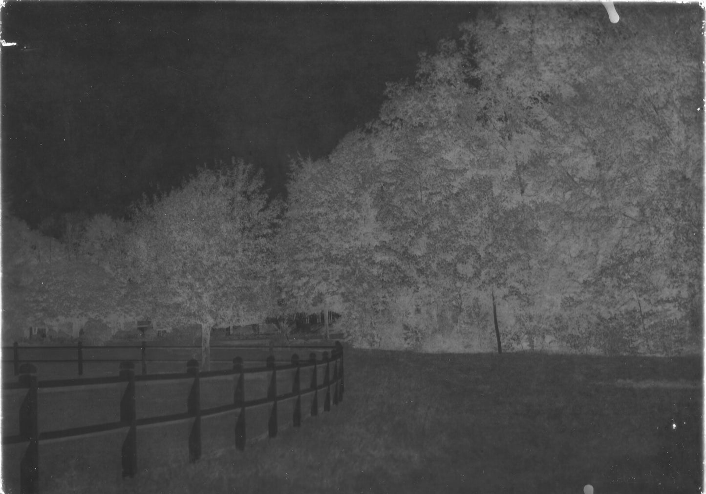 Plaque verre photo ancienne négatif 13x18 cm paysage parc arbres, vintage France