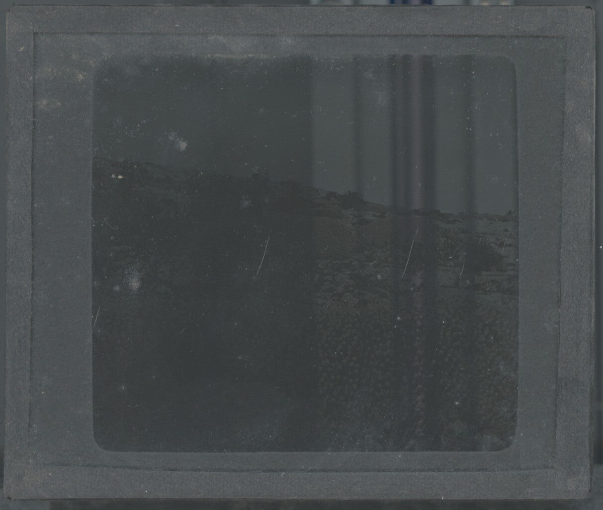 Euphorbe résinifère, Maroc, paysage, photo plaque verre, positif 8,5x10 cm