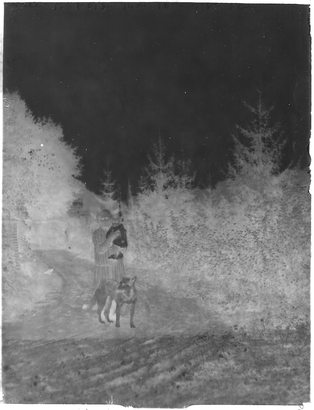 Plaque verre photo ancienne négatif noir et blanc 9x12 cm bébé femme chien