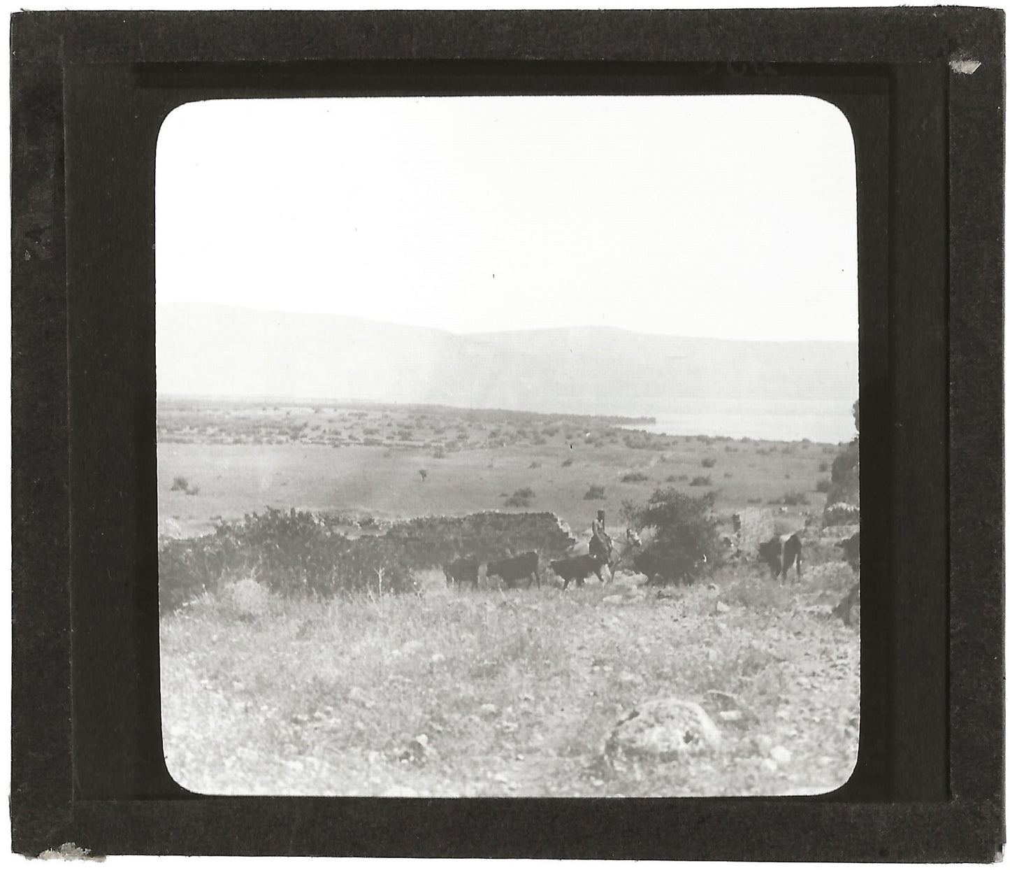 Lac de Tibériade, Israël, photo ancienne plaque de verre, positif 8,5x10 cm