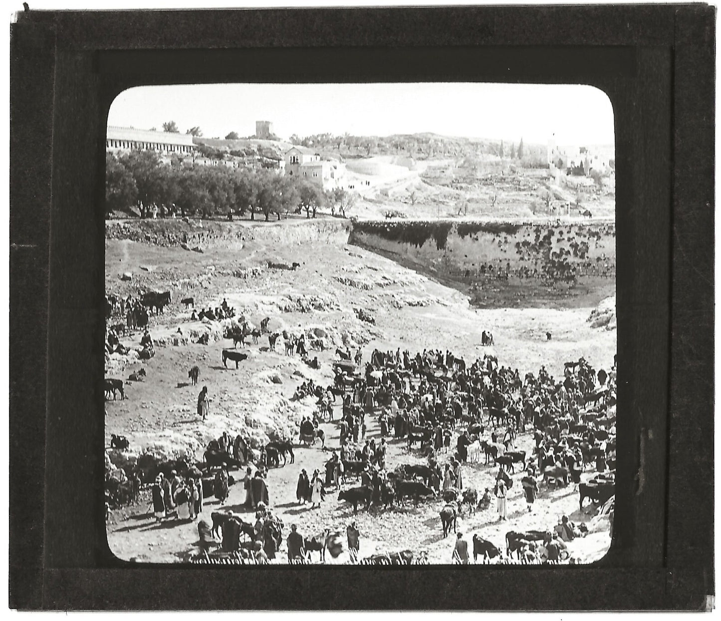 Marché aux bestiaux Gihon, photo ancienne plaque de verre, positif 8,5x10 cm