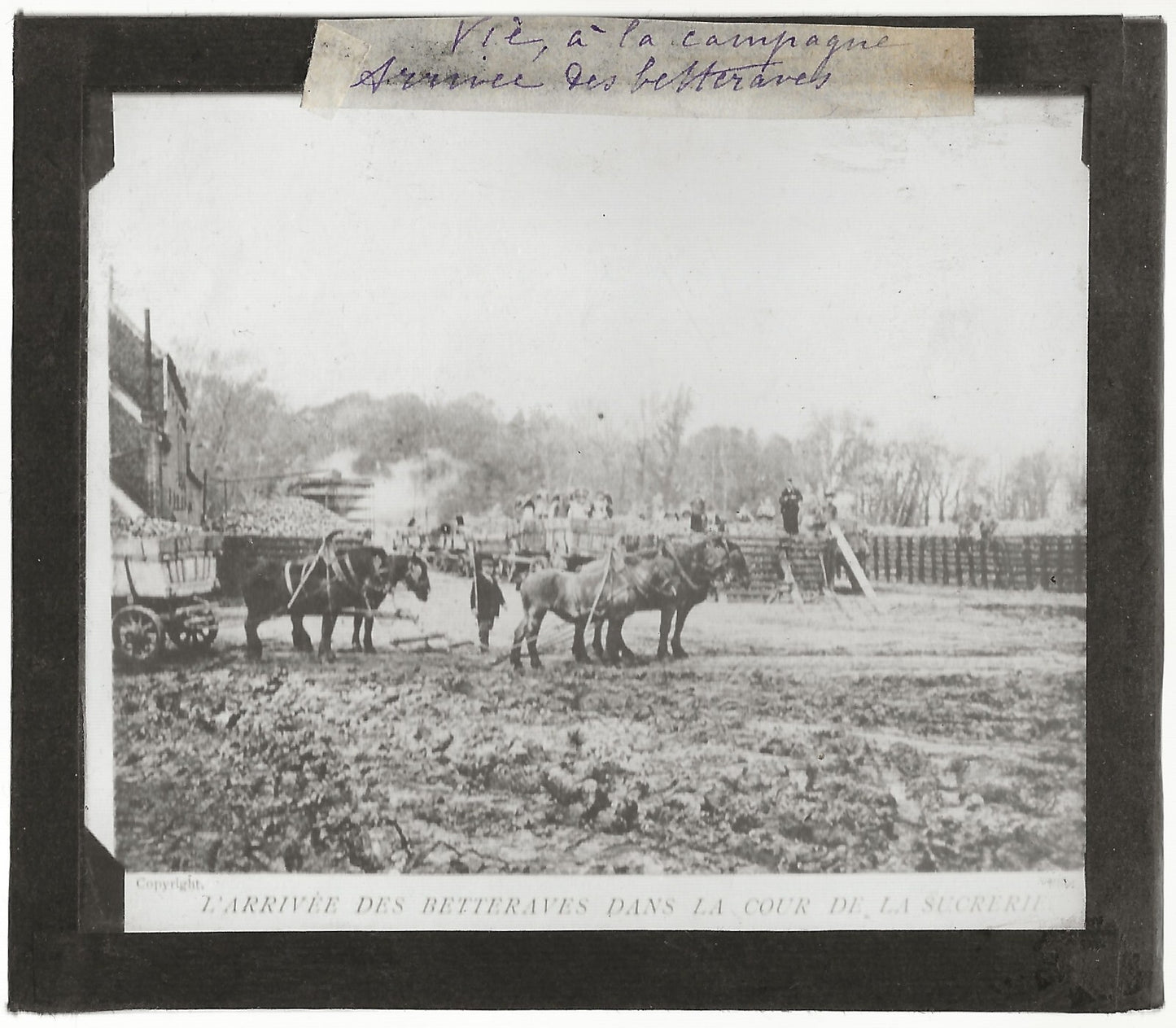 Betteraves, campagne, photo ancienne plaque de verre, positif 8,5x10 cm