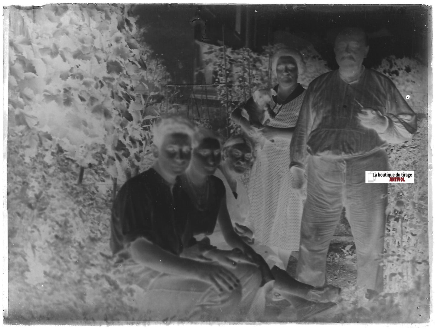 Famille jardin, chiot, Plaque verre photo ancienne, négatif noir & blanc 9x12 cm