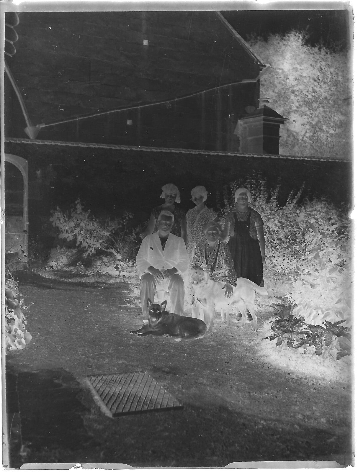 Plaque verre photo ancienne négatif noir et blanc 9x12 cm famille chiens France