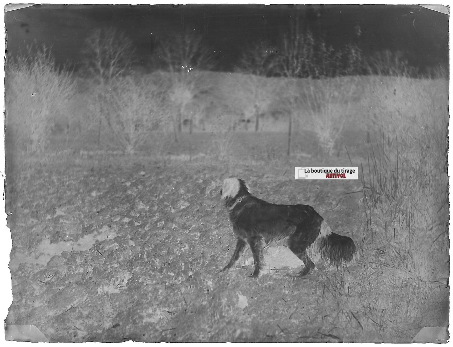 Plaque verre photo ancien négatif noir et blanc 9x12 cm chien chasse nature