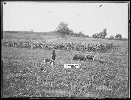 Enfant, cochons, chien, ferme, Plaque verre photo, négatif noir & blanc 9x12 cm