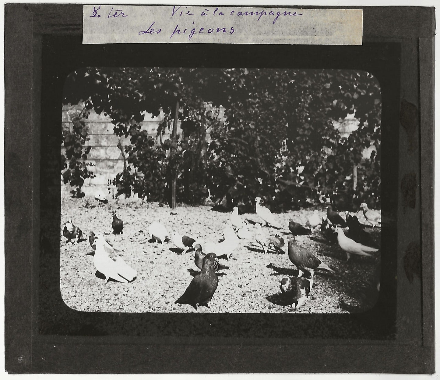 Campagne France, pigeons oiseaux, photo plaque de verre, positif 8,5x10 cm