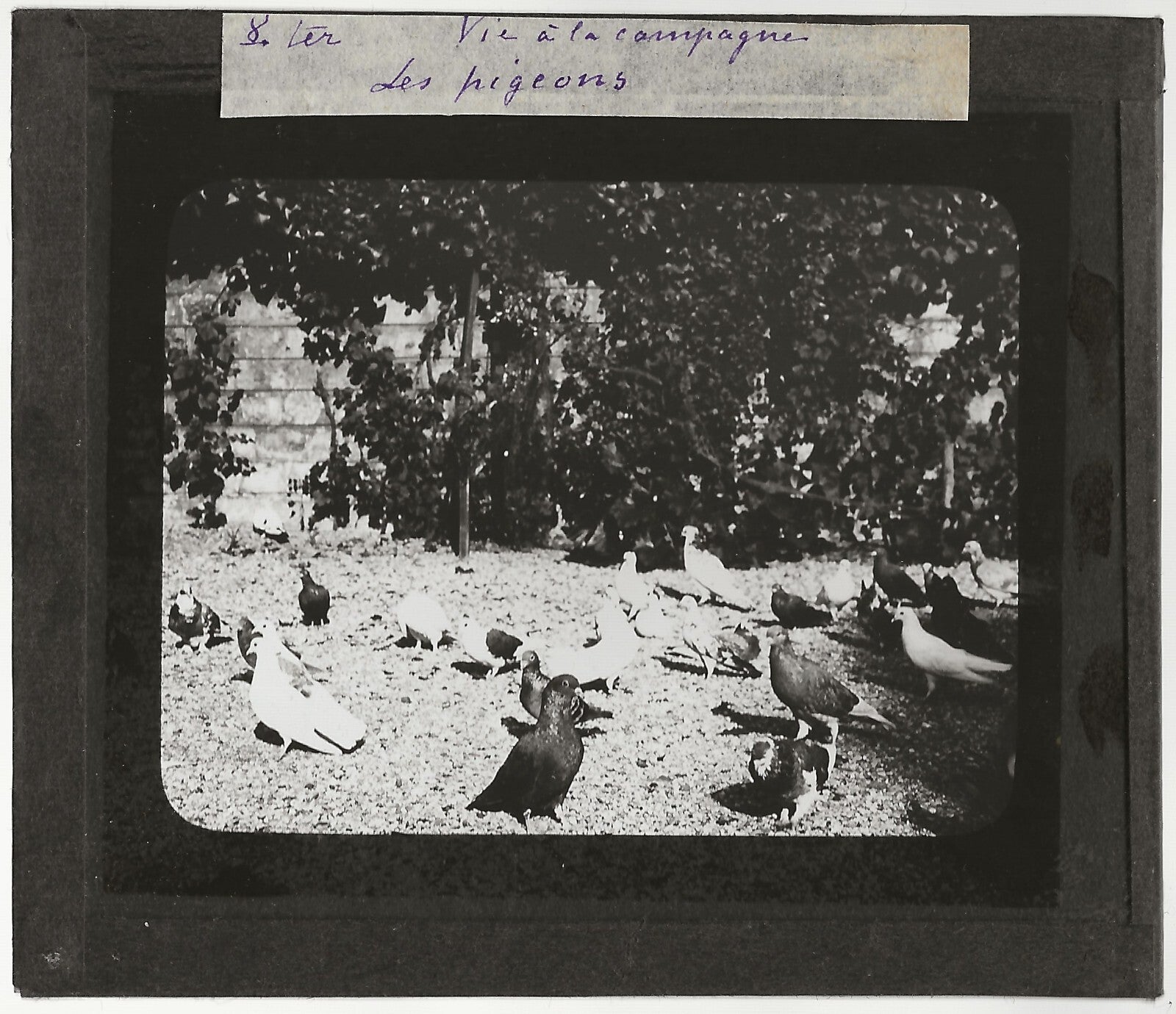 Campagne France, pigeons oiseaux, photo plaque de verre, positif 8,5x10 cm