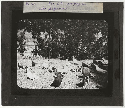 Campagne France, pigeons oiseaux, photo plaque de verre, positif 8,5x10 cm