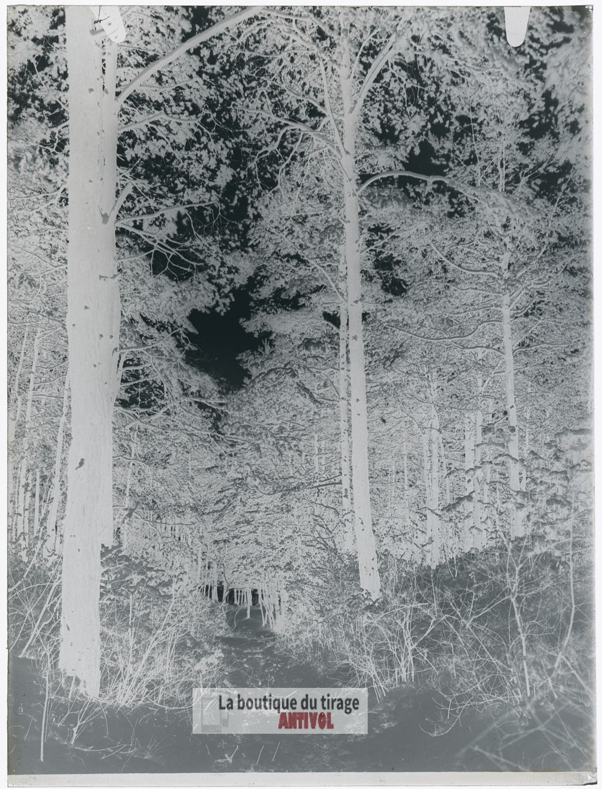 Hiver en forêt, montagne, plaque verre, photo ancienne, négatif 9x12 cm