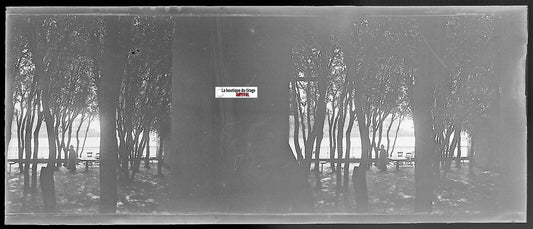 Paysage, forêt, Plaque verre photo stéréo, négatif noir & blanc 4,5x10,7 cm