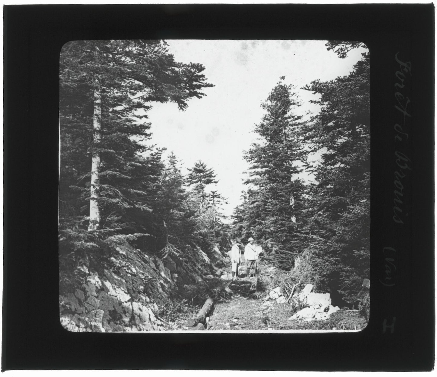 Forêt du Brouis, Var, photo ancienne plaque de verre, positif 8,5x10 cm
